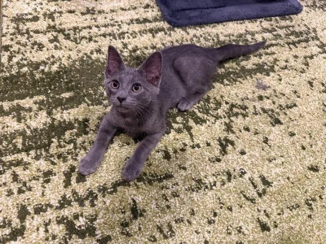 A baby medium-sized male Domestic Short Hair cat named Tower Records for adoption in Cincinnati, OH