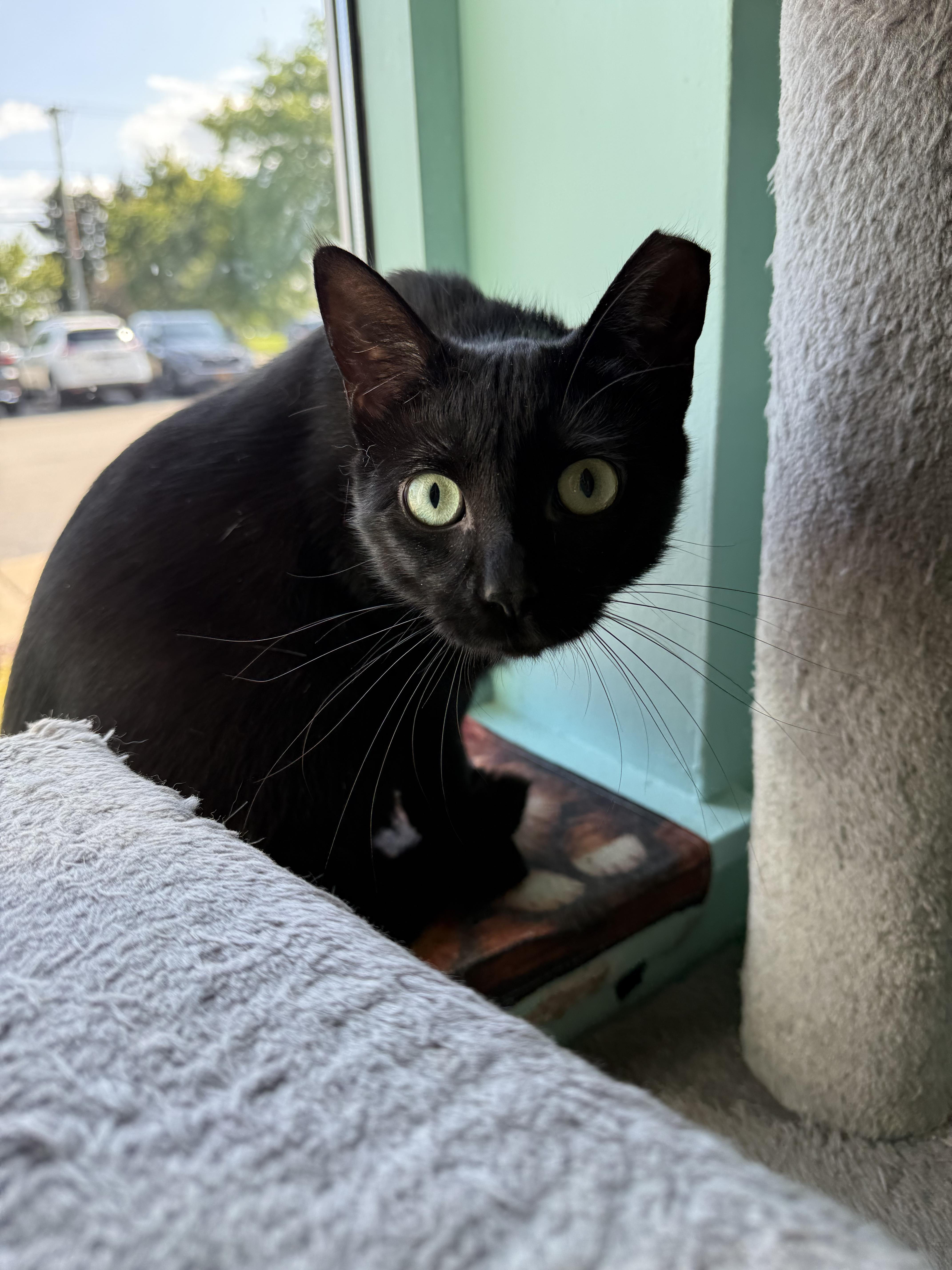 An adult medium-sized female Black Domestic Short Hair cat named Nebula for adoption in Penfield, NY
