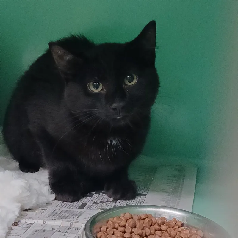 A baby small-sized male Domestic Short Hair cat named BlackJack for adoption in Utica, MI