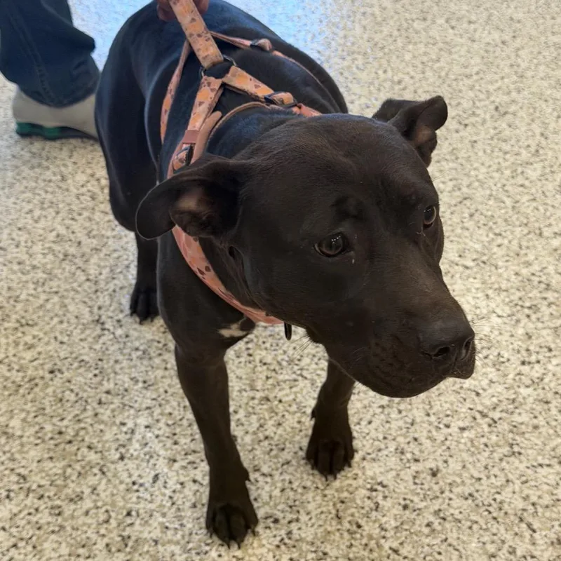 An adult medium-sized female Brown / Chocolate Pit Bull Terrier dog named Pretty Girl for adoption in Madisonville, TN