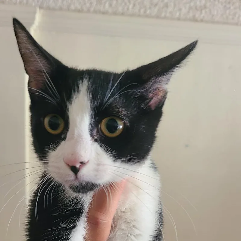 A baby small-sized male Black Domestic Short Hair cat named Major for adoption in Hemet, CA