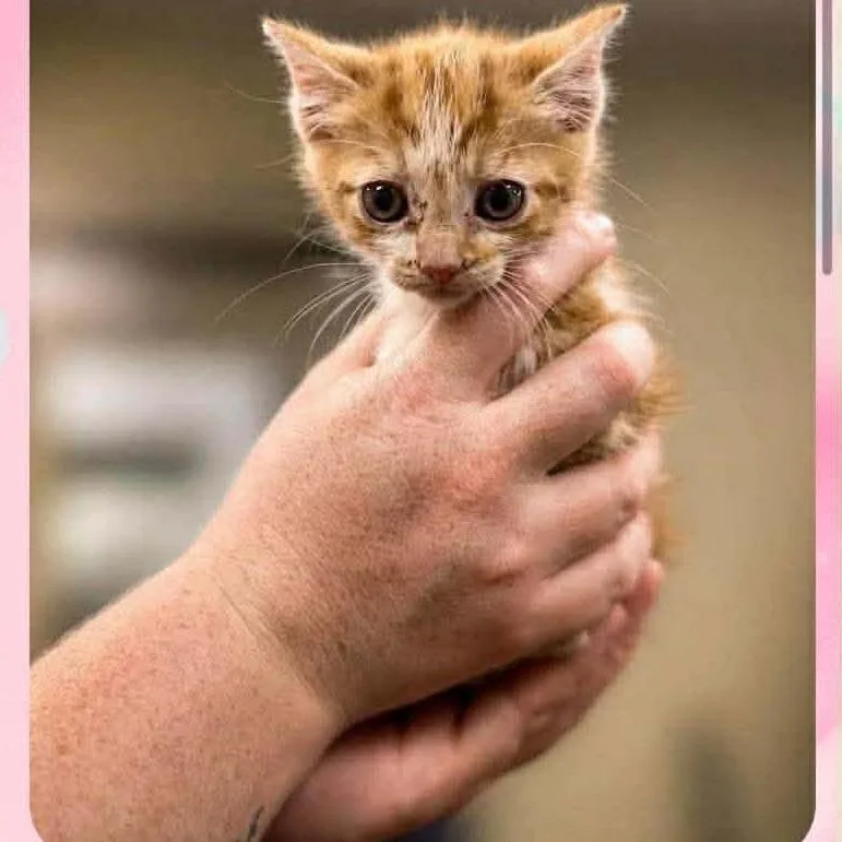 A baby small-sized male Orange / Red Domestic Short Hair cat named Tom In Manchester  for adoption in Alexandria, VA
