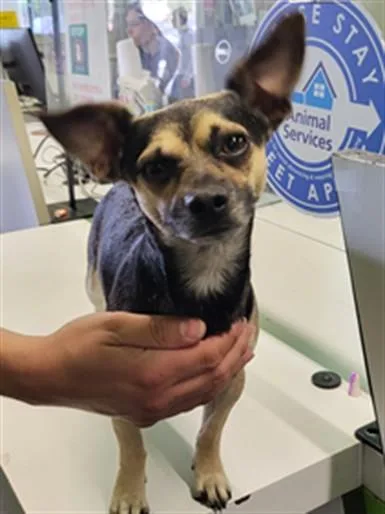 A young small-sized male Chihuahua dog named Dojo for adoption in Los Angeles, CA
