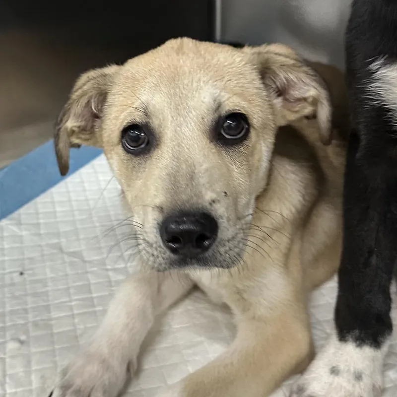 A baby small-sized male Mixed Breed dog named Biggie for adoption in Corbin, KY