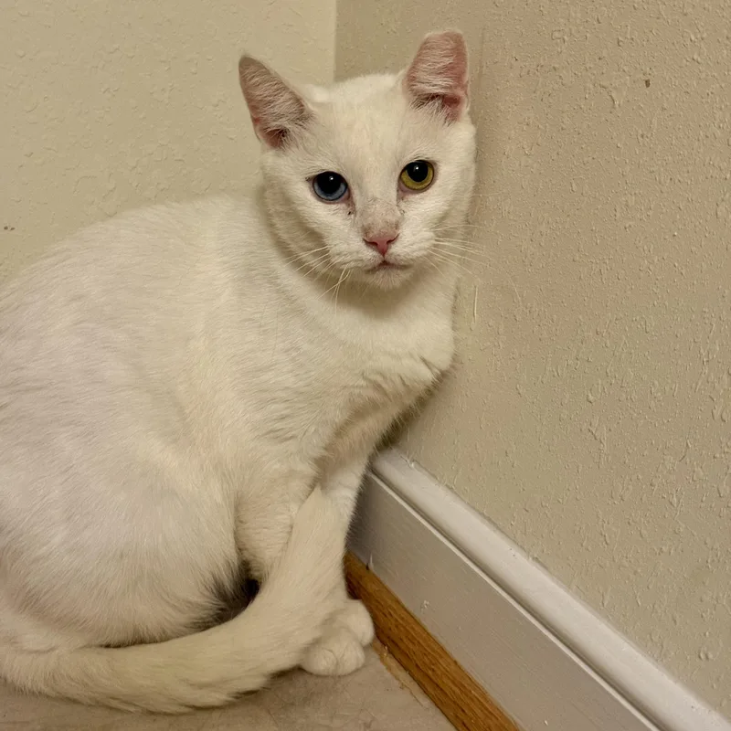 An adult medium-sized female White Domestic Short Hair cat named Granny for adoption in Richmond, VA