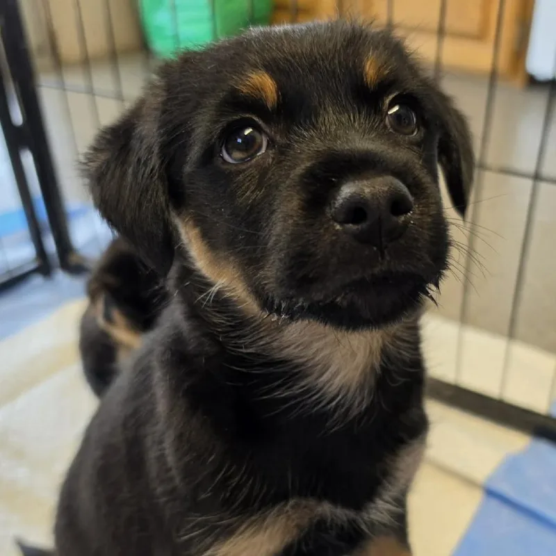 A baby small-sized female Black Mixed Breed dog named Faith for adoption in West Richland, WA