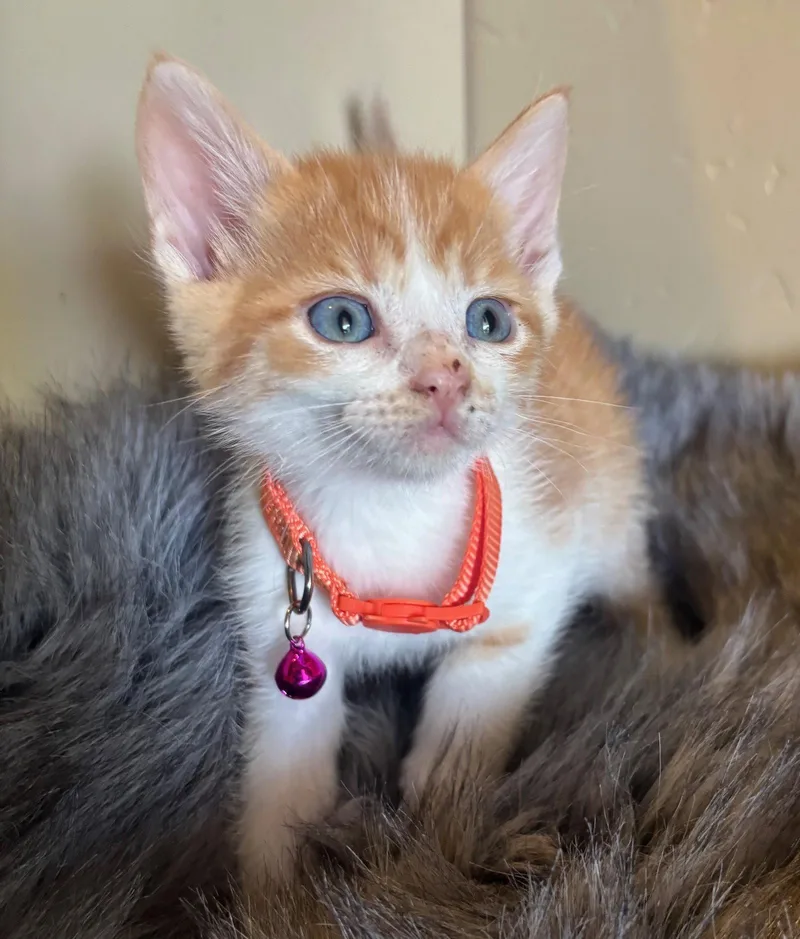 A baby medium-sized male Orange & White Domestic Short Hair cat named Percy for adoption in San Jose, CA