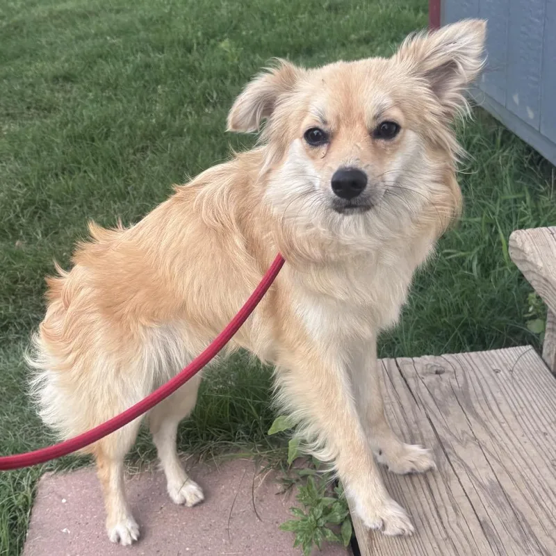 An adult small-sized male Yellow / Tan / Blond / Fawn Pomeranian dog named Cody for adoption in Floresville, TX