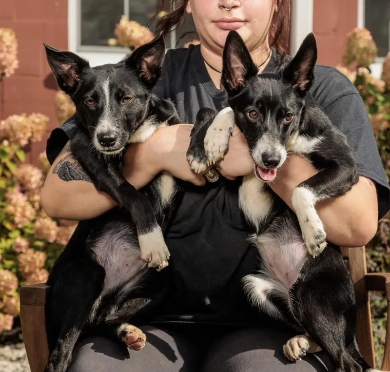 A baby small-sized male Basenji dog named Kano And Kampala for adoption in Chester Springs, PA
