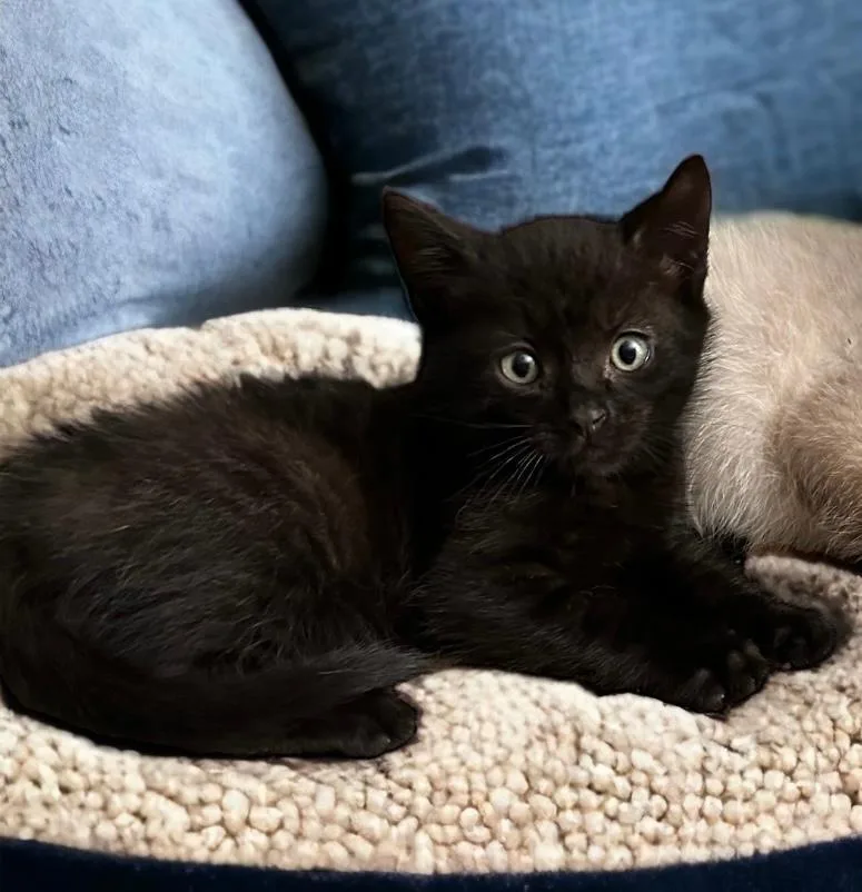 Graham Cracker thumbnail 2