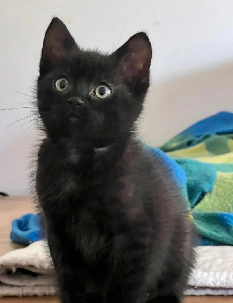 Graham Cracker thumbnail 3