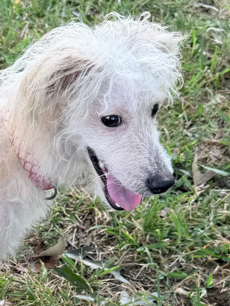 Enzo