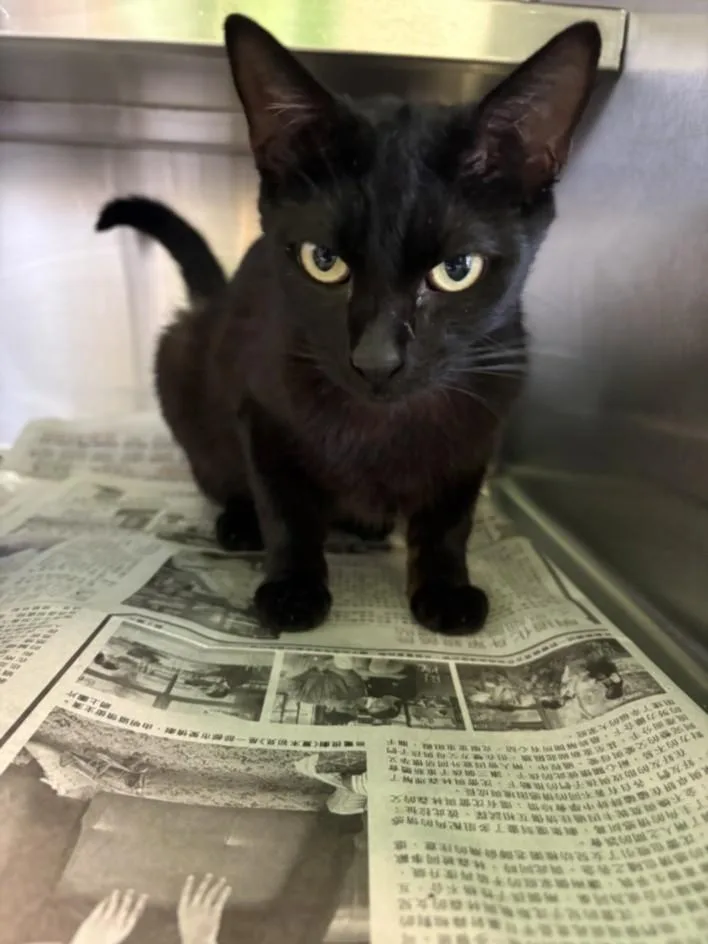 A young large-sized female Domestic Short Hair cat named Junebug for adoption in Los Angeles, CA