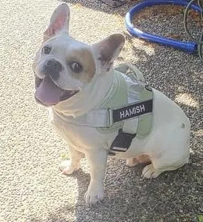 An adult small-sized male White / Cream French Bulldog dog named Hamish Royal for adoption in Bonney Lake, WA
