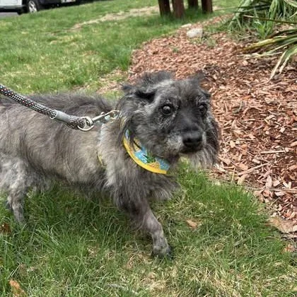 A senior small-sized female Cairn Terrier dog named Kaylee for adoption in Worcester, MA