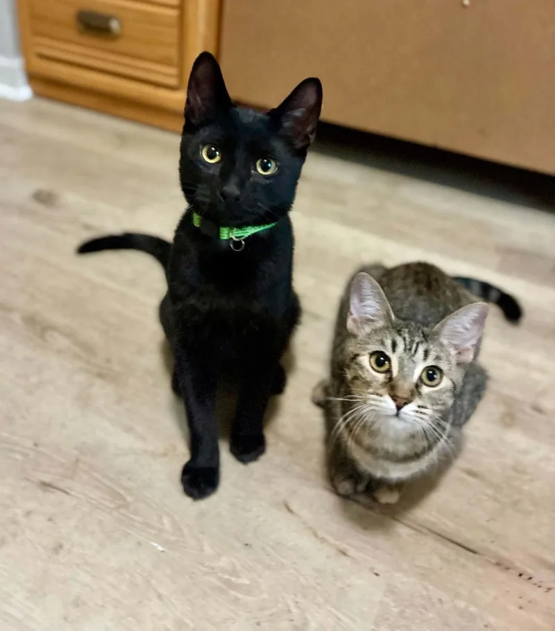 A baby medium-sized male Black American Shorthair cat named Starling for adoption in Gulfport, MS