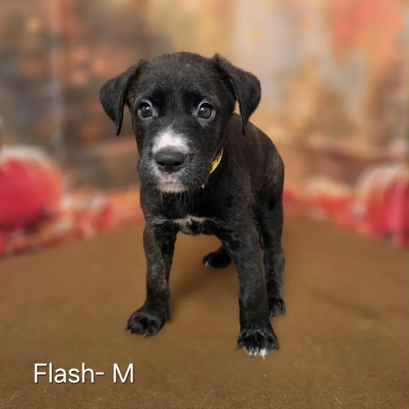A baby medium-sized male Retriever dog named Flash for adoption in Griswold, CT