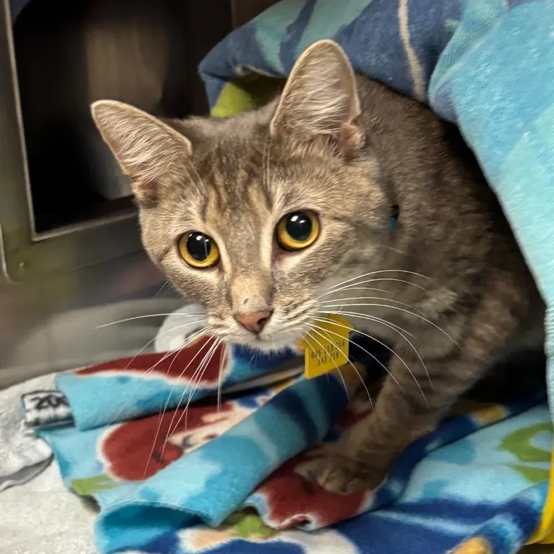 A young medium-sized female Gray / Blue / Silver Domestic Short Hair cat named Wini for adoption in Springfield, MA