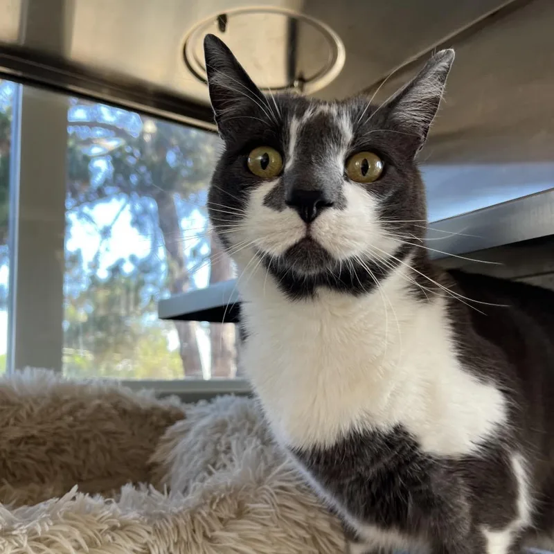 An adult large-sized male Gray / Blue / Silver Domestic Short Hair cat named Earl Grey for adoption in Pacific Grove, CA