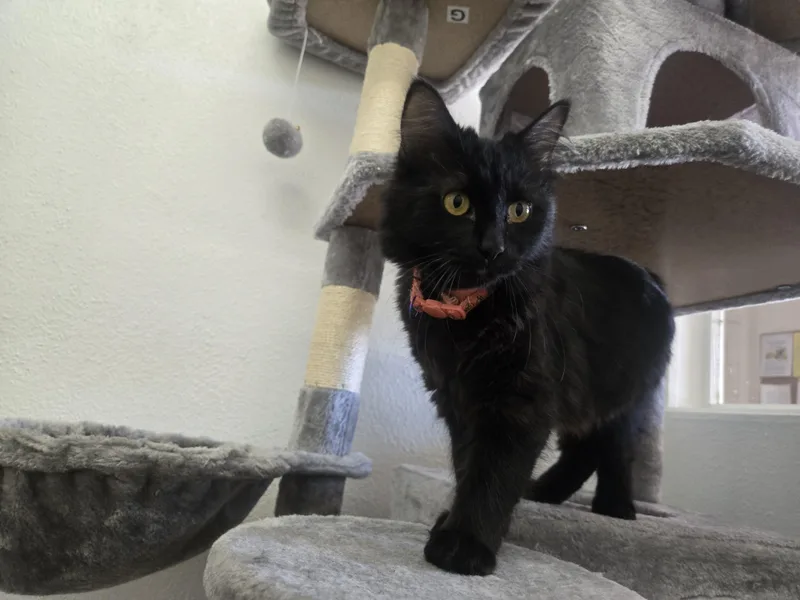 A young medium-sized male Black Domestic Long Hair cat named Apollo for adoption in Nogales, AZ