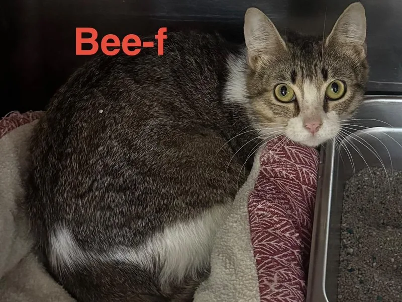 A young small-sized female Tabby cat named Bee for adoption in Brookhaven, MS
