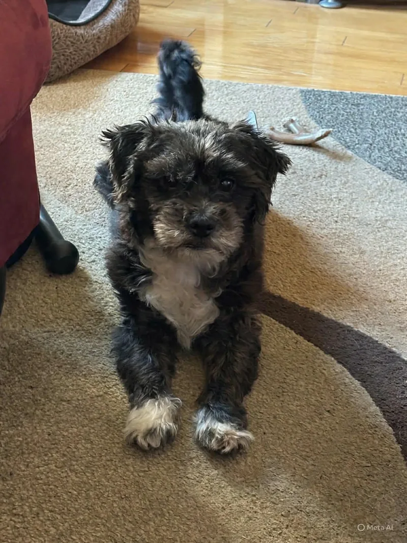 An adult small-sized male Black Miniature Schnauzer dog named King for adoption in Westwood, NJ