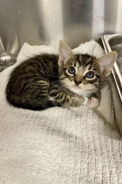 Gato