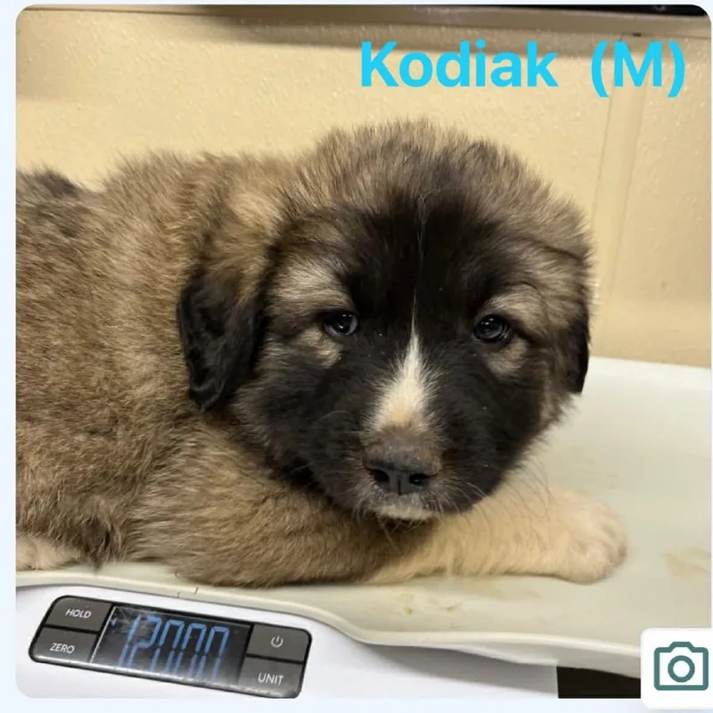 A baby large-sized male Brown / Chocolate Caucasian Sheepdog / Caucasian Ovtcharka dog named Kodiak for adoption in Oxford, ME