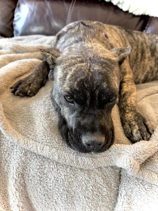 A young medium-sized female Cane Corso dog named Stella for adoption in Windsor, CO