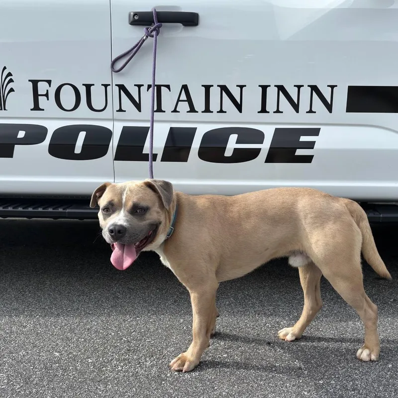 An adult medium-sized male Yellow / Tan / Blond / Fawn American Staffordshire Terrier dog named Dugan for adoption in Greenville, SC