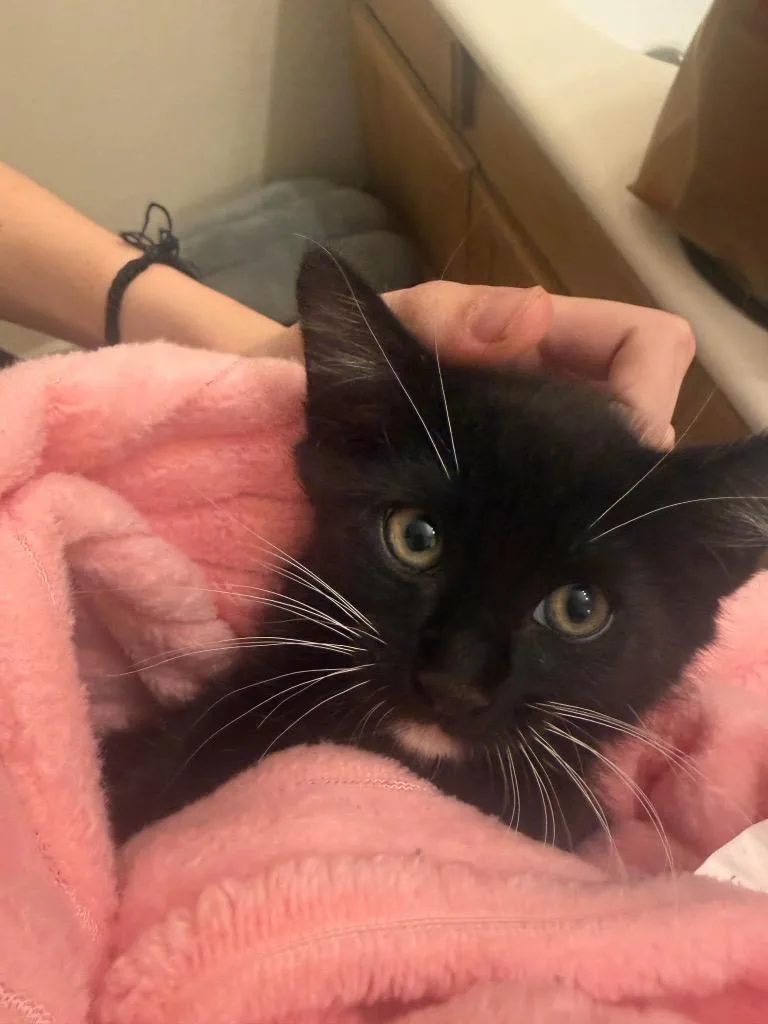 A baby small-sized male Domestic Medium Hair cat named Tajin for adoption in San Jacinto, CA