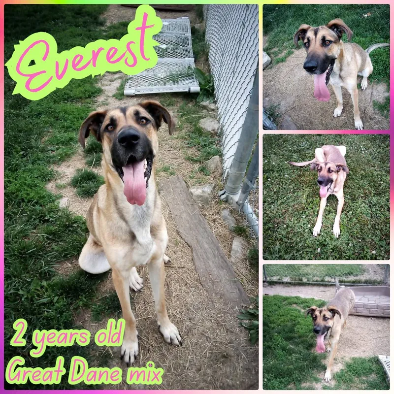 An adult large-sized male Tricolor (Brown, Black, & White) Great Dane dog named Everest for adoption in Franklin, IN
