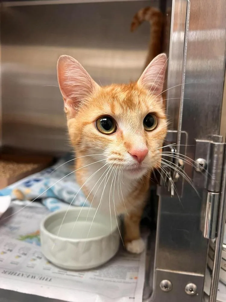 A young small-sized female Orange & White Domestic Short Hair cat named Lady Marmalade for adoption in Virginia Beach, VA
