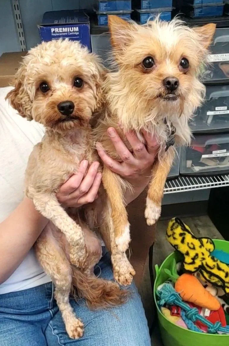 An adult small-sized male Miniature Poodle dog named Charlie for adoption in East Hartford, CT