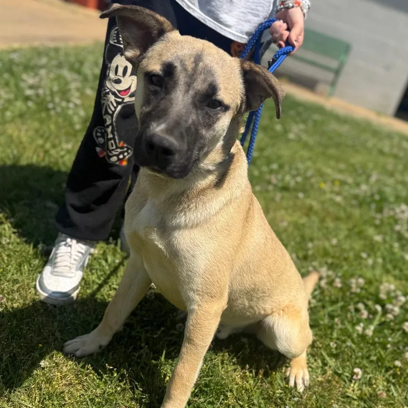 A young medium-sized male Yellow / Tan / Blond / Fawn Mixed Breed dog named Cheech for adoption in Corinth, MS