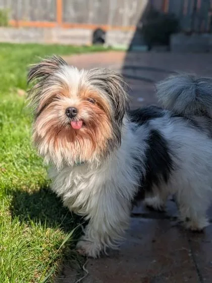 Hamish