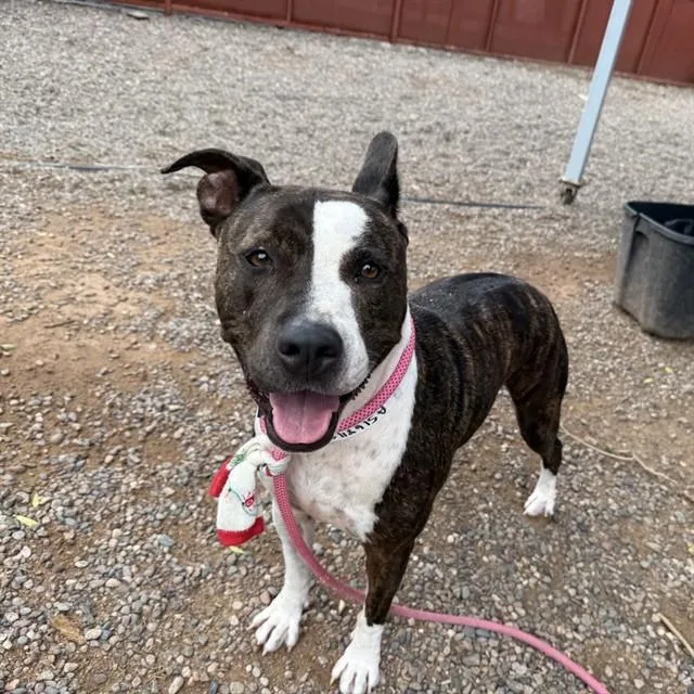 An adult large-sized female Pit Bull Terrier dog named Bella for adoption in Phoenix, AZ