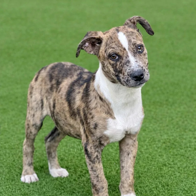 Earl  Beautiful Puppy thumbnail 2