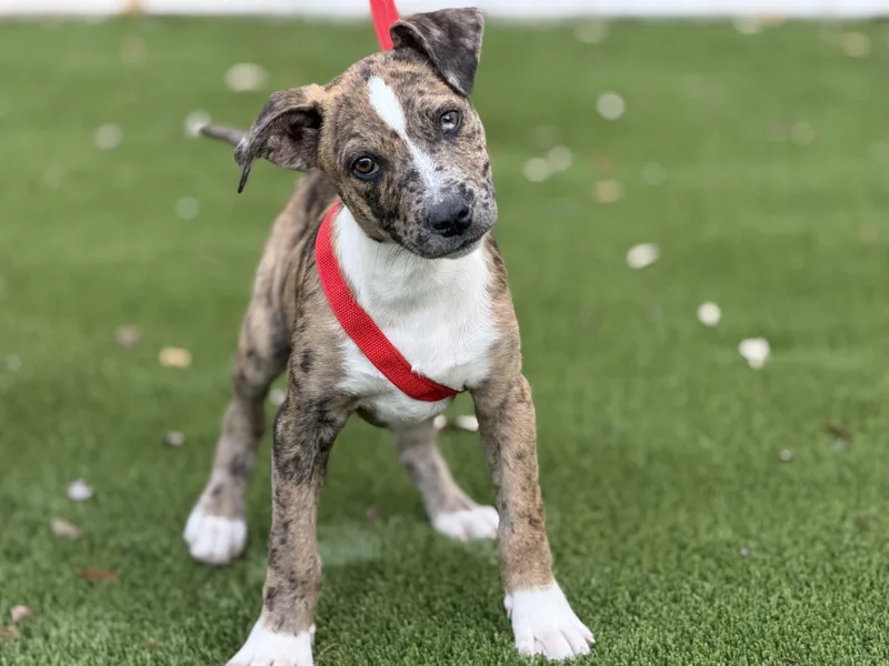 Earl  Beautiful Puppy thumbnail 3