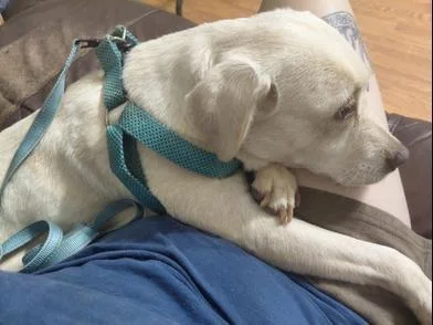 A young small-sized female White / Cream Labrador Retriever dog named Winter for adoption in Liverpool, TX