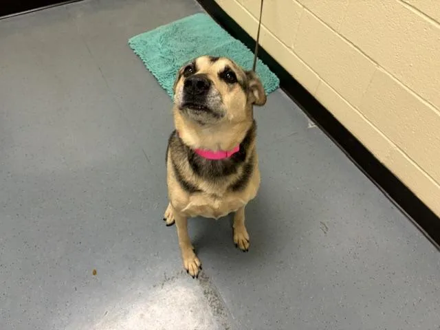 An adult medium-sized female German Shepherd Dog dog named Baily for adoption in Denver, CO