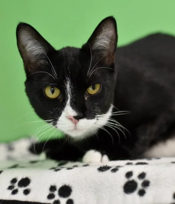 An adult medium-sized male Black & White / Tuxedo Domestic Short Hair cat named Kirby for adoption in Marietta, GA