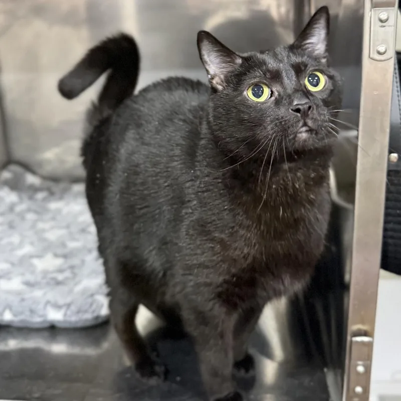 An adult large-sized male Black Domestic Short Hair cat named Herb for adoption in Bridgeville, PA