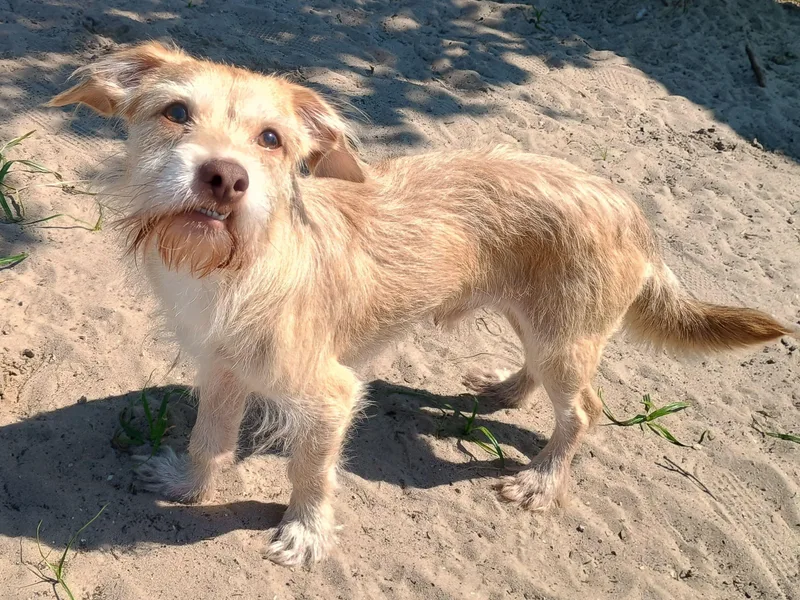 An adult small-sized male Apricot / Beige Terrier dog named Falkore for adoption in New Port Richey, FL