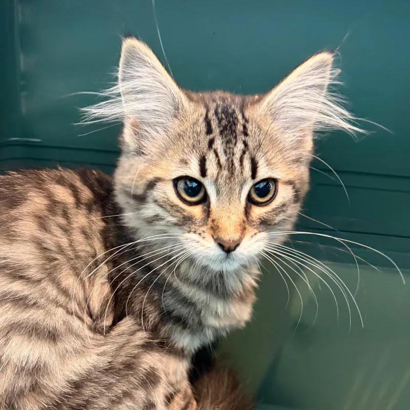 A baby small-sized female Brown / Chocolate Domestic Medium Hair cat named Jelly for adoption in Port Angeles, WA