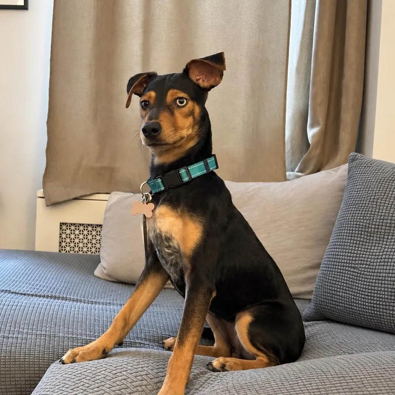 A young medium-sized male Doberman Pinscher dog named Bryce for adoption in Brooklyn, NY