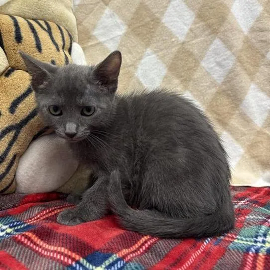 A baby small-sized female Gray / Blue / Silver Domestic Short Hair cat named Mact for adoption in Hawthorne, CA