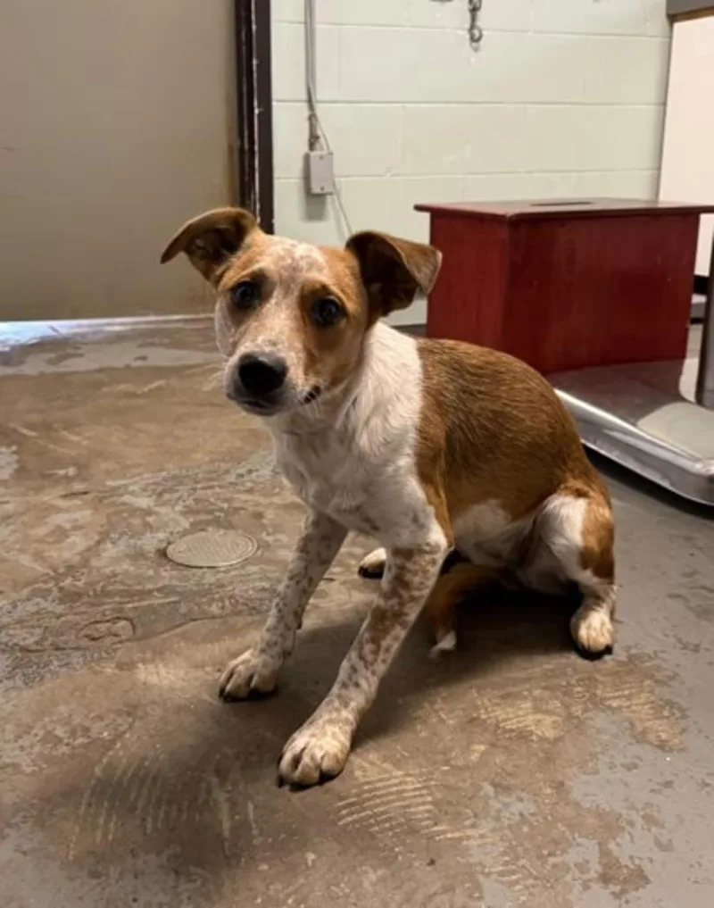 A young medium-sized female Australian Cattle Dog / Blue Heeler dog named Agnes for adoption in Red Bluff, CA