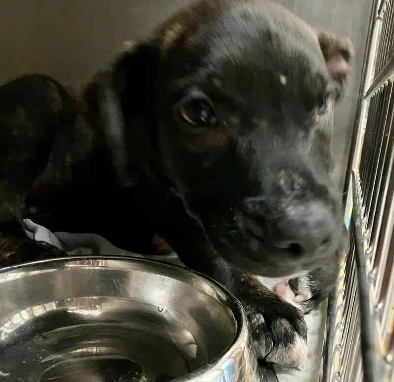 A baby medium-sized male Brindle Mixed Breed dog named Norman for adoption in Parma, OH