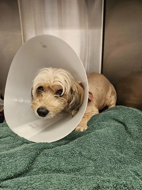 An adult medium-sized male Terrier dog named Matthew for adoption in Downey, CA